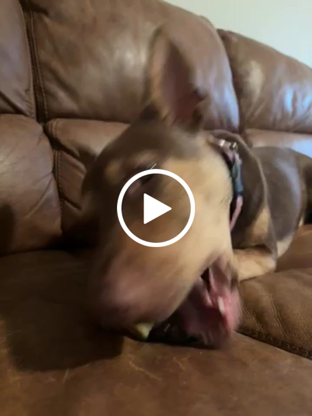 Customer video review of Himalayan Yak Chew (MEDIUM)