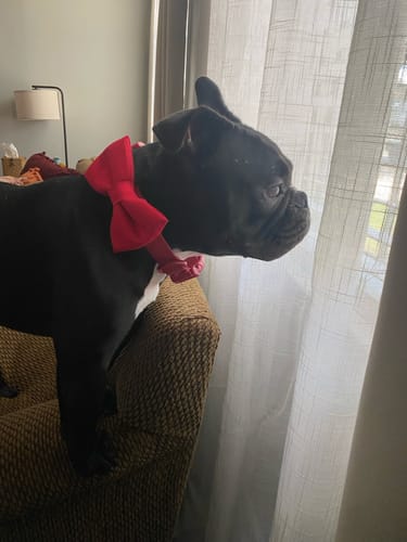 Claudia R. review of Red Bow Tie for Dog and Cat Collar image 1 out of 1