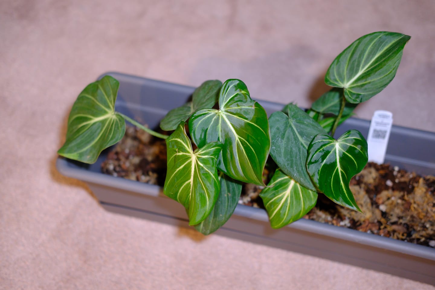 Customer photo review of Philodendron gloriosum