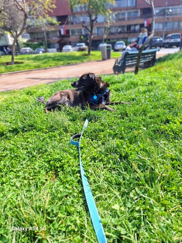 Customer photo review of Correa Larga para Perros - Light | 10 mts | Turquoise