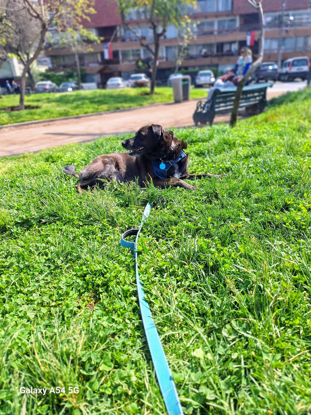 Customer photo review of Correa Larga para Perros - Light | 10 mts | Turquoise