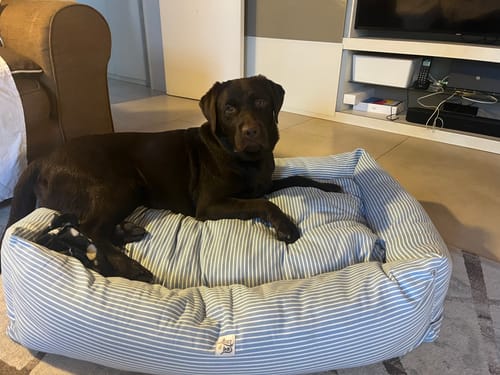 Customer photo review of Divanetto Cotone Urban Stripe Denim