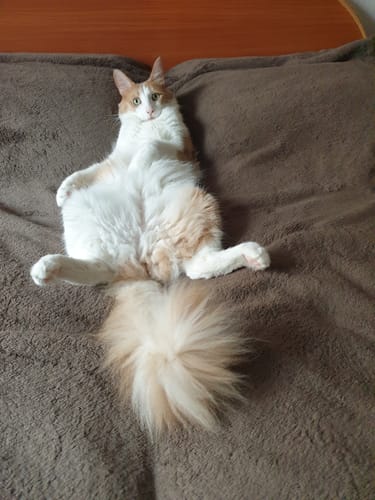 Avis photo d'un client sur Croquettes Maine Coon Stérilisé Sans Céréales - Poulet