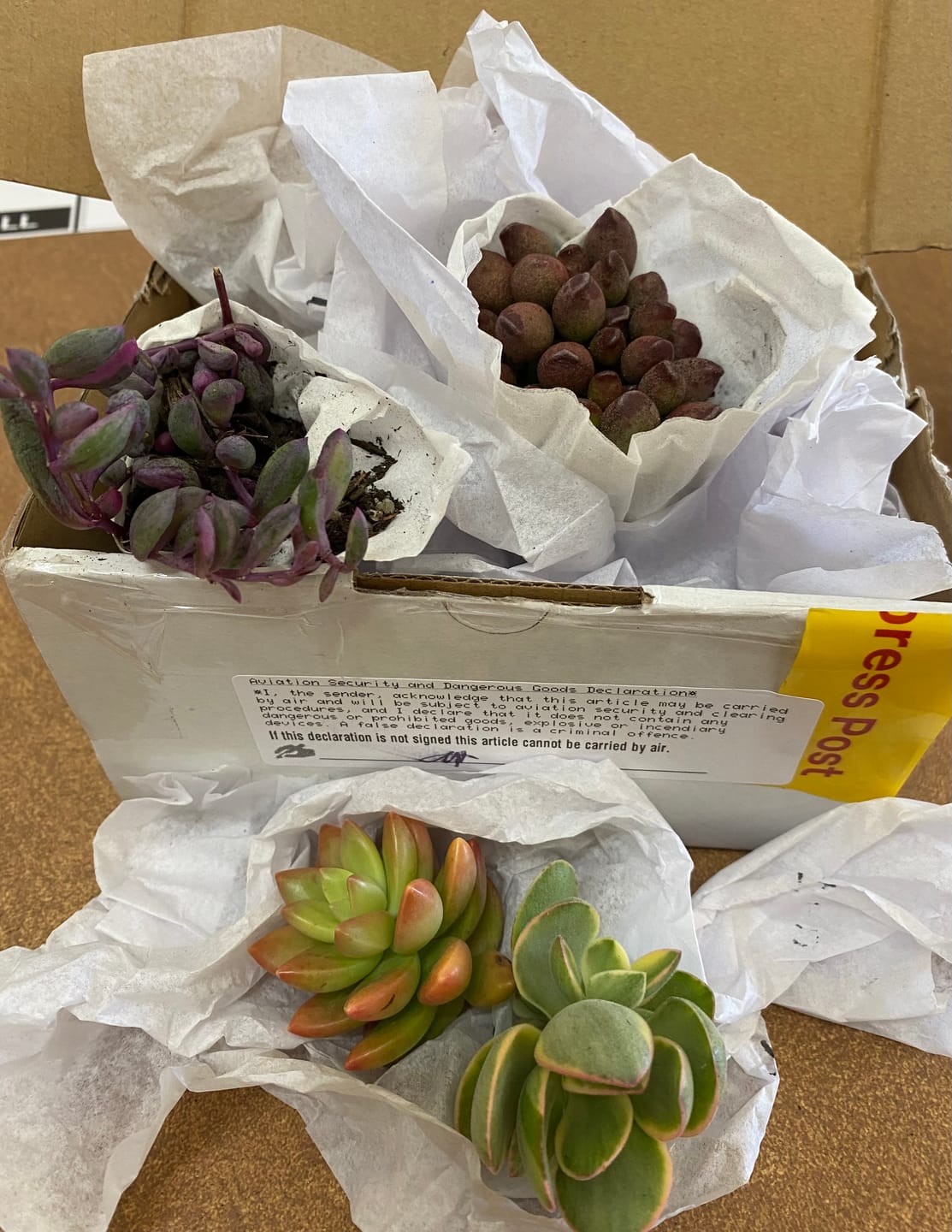 Customer photo review of Adromischus cristatus 'Indian Clubs'
