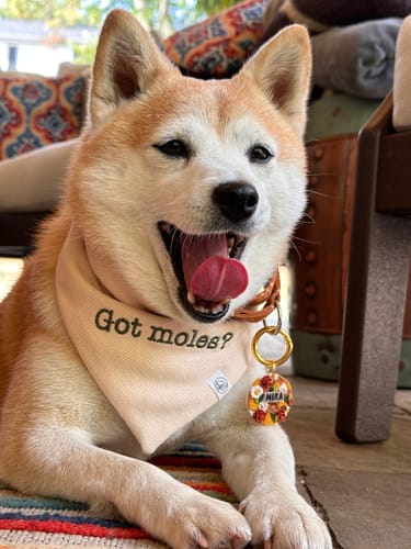 Customer photo review of Custom Saying Embroidered Bandana