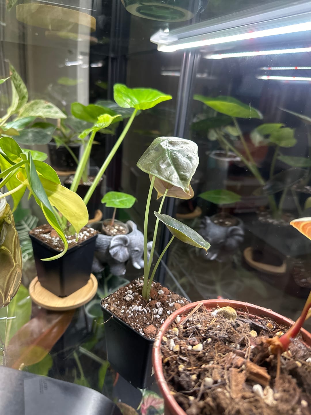 Customer photo review of ALOCASIA CUPREA RED SECRET