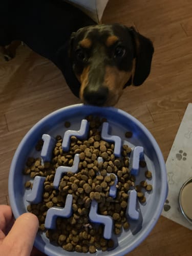 Customer photo review of Grain-Free Lamb with Sweet Potato & Mint