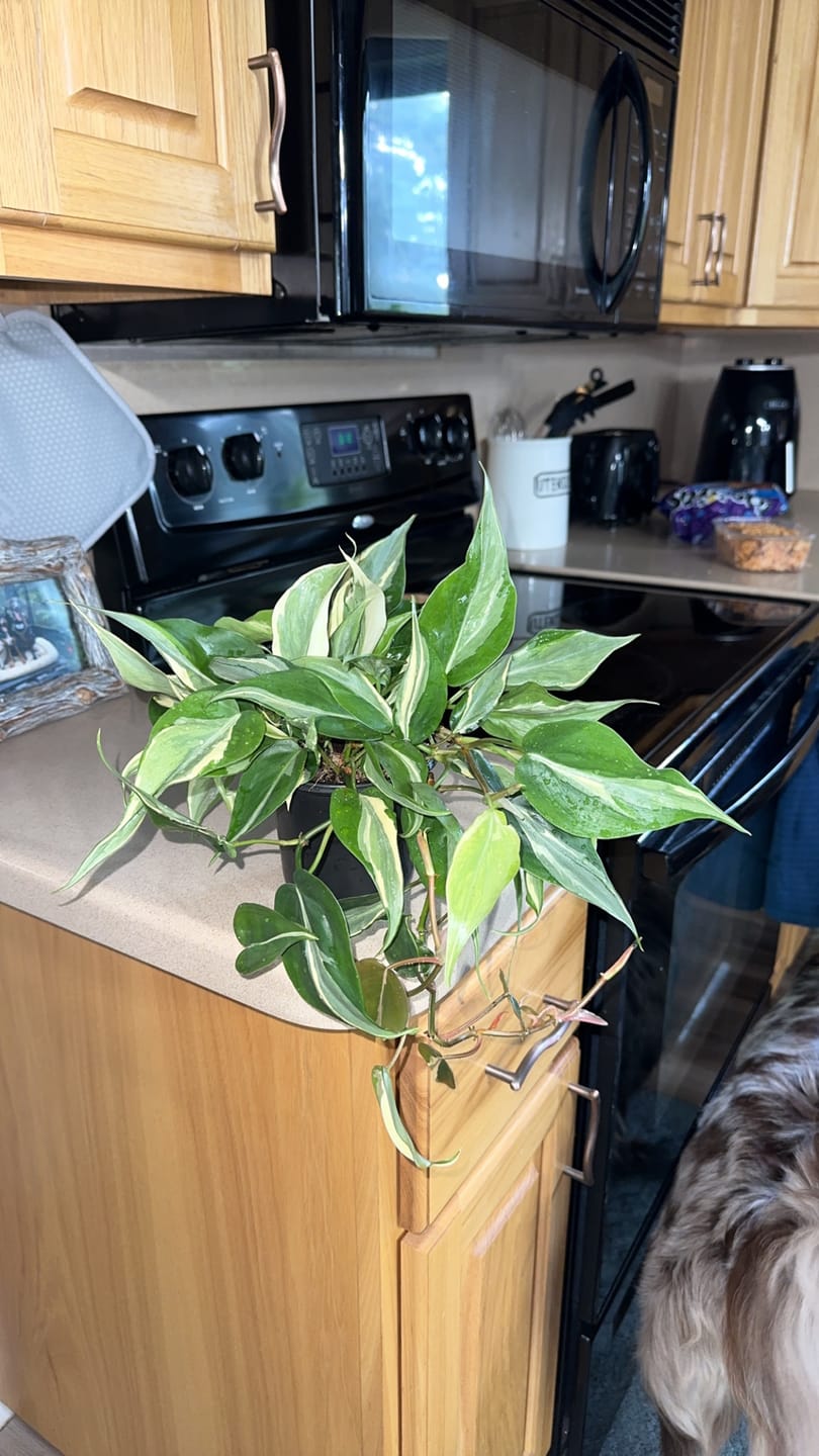 Customer photo review of Philodendron hederaceum 'Rio' - 3"