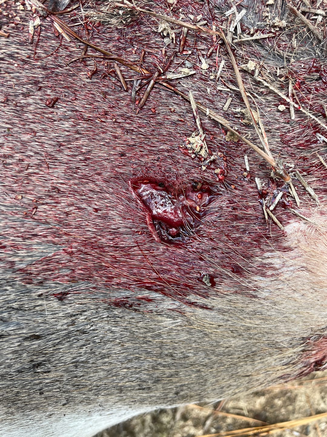 Customer photo review of Arrowhead -3 Blade