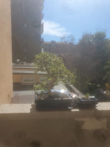 Customer photo review of DOMINATOR CB® (Autunno Nucleare)