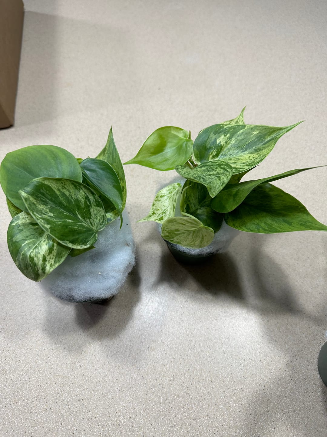 Customer photo review of Philodendron hederaceum variegata