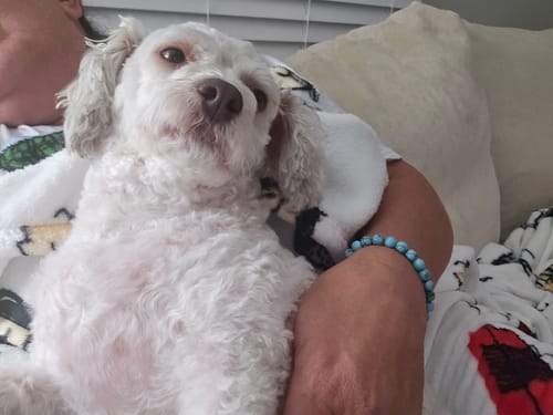 Customer photo review of STRĀ Dog Beaded Bracelet