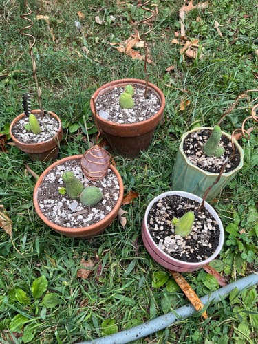 Customer photo review of Penis Cactus | Short Form | Trichocereus bridgesii monstrose