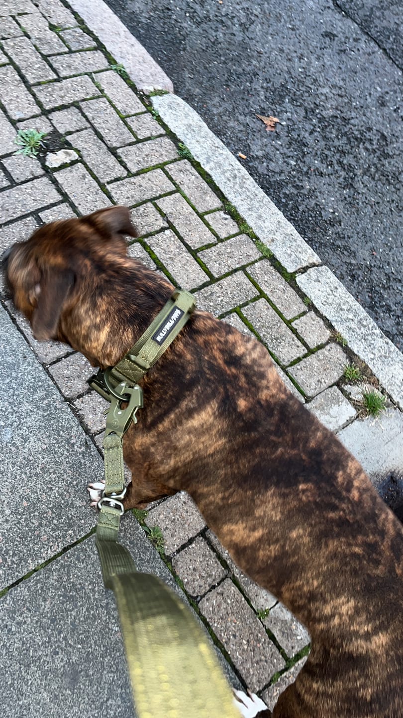 Customer photo review of 1.4m LIGHTER Swivel Combat Lead | Neoprene Lined, Secure Rated Clip with Soft Handle - Khaki x Khaki