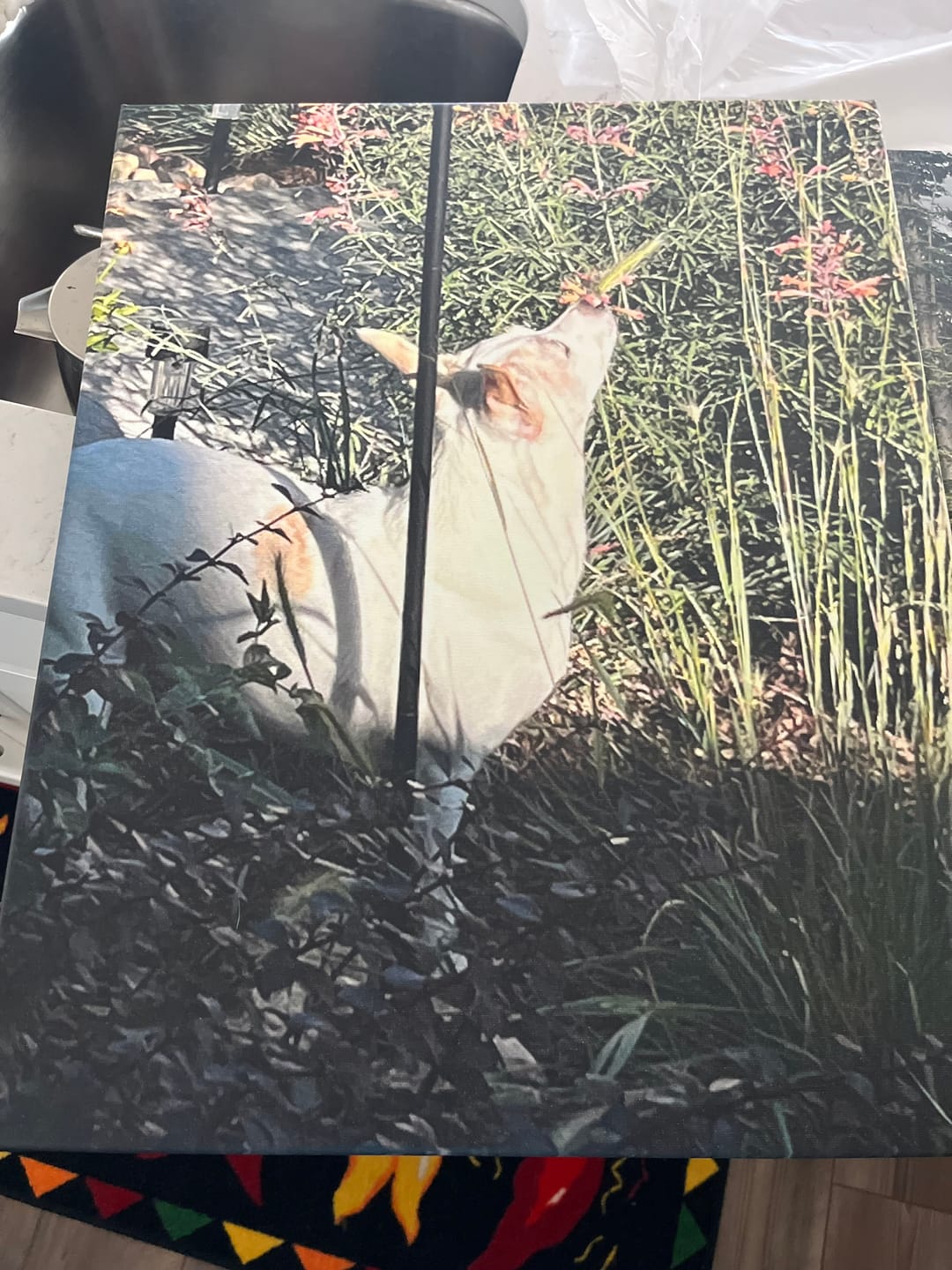 Customer photo review of Custom Canvas