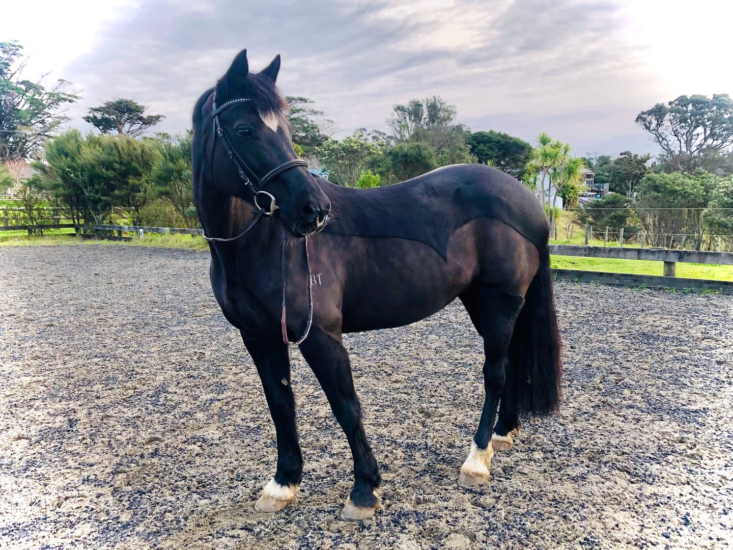 Customer photo review of EquiBind