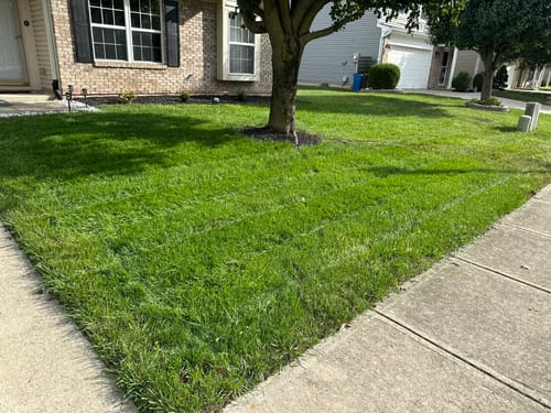 Customer photo review of GCI Turf Type Tall fescue Grass Seed