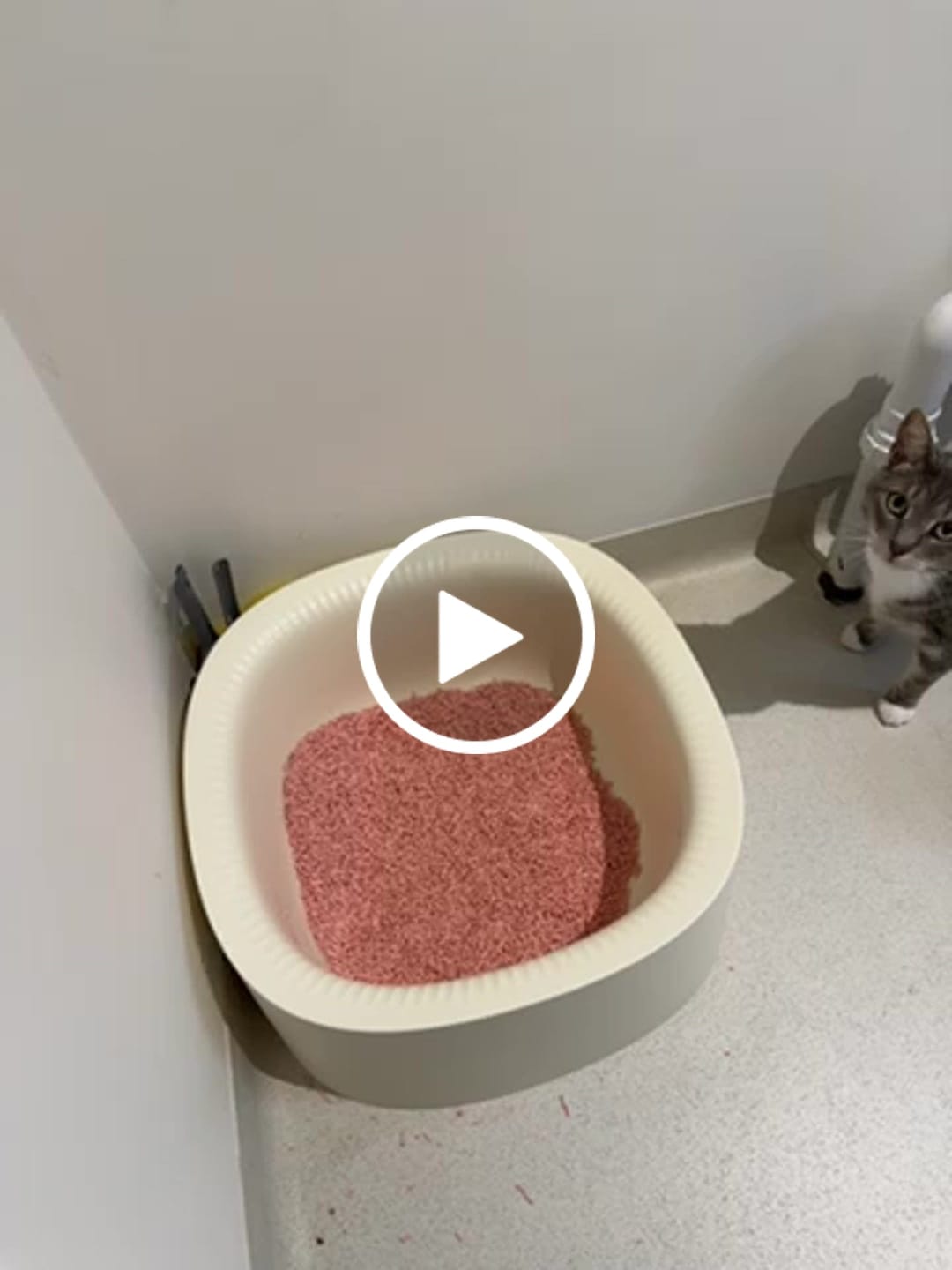 Customer video review of Michu Tofu Cat Litter Gen3 - Natural Clumping Tofu-Based Formula - Value Box 5 kg