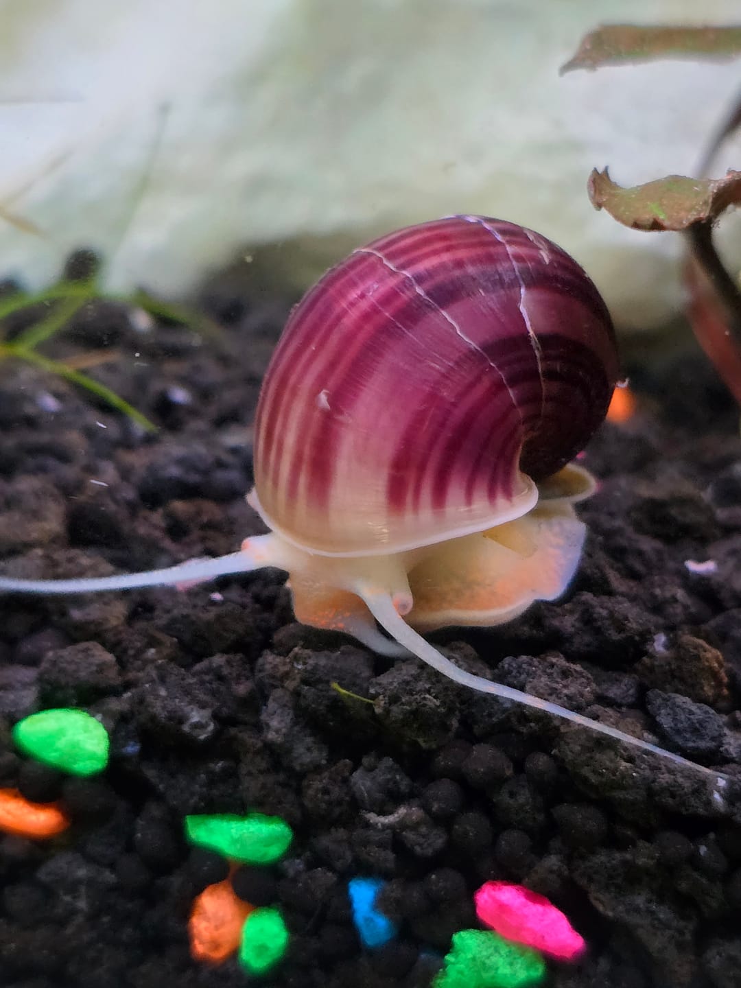 Customer photo review of Magenta Mystery Snail