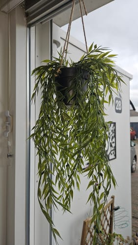 Customer photo review of Bamboe Kunst Hangplant 50cm