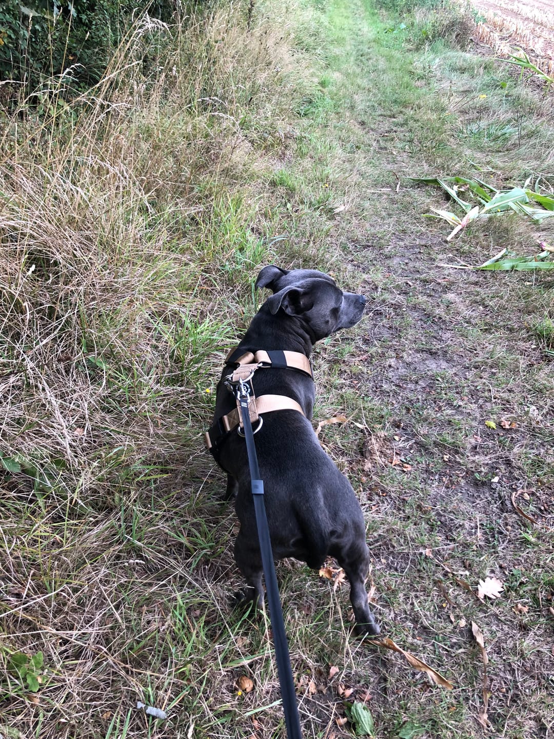 Customer photo review of Training No Pull TRI-Harness® | M-XL Breeds - Tan