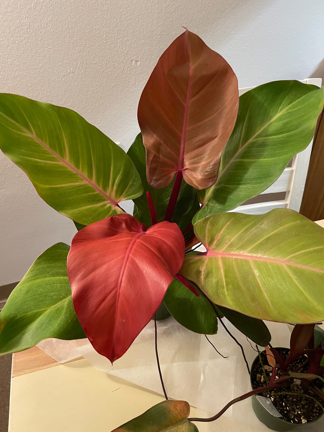 Customer photo review of Philodendron 'McColley's Finale'