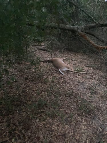 Customer photo review of Beast Broadheads (2-Pack + Practice Tip)