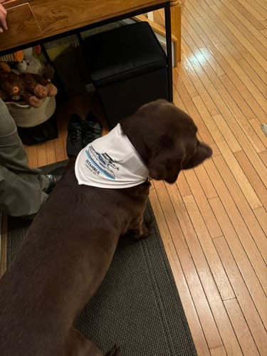 Customer photo review of Custom Pet Bandana