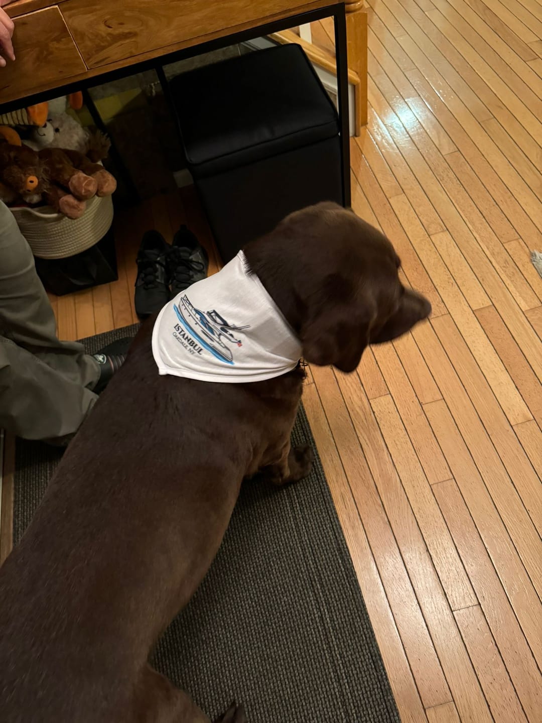 Customer photo review of Custom Pet Bandana