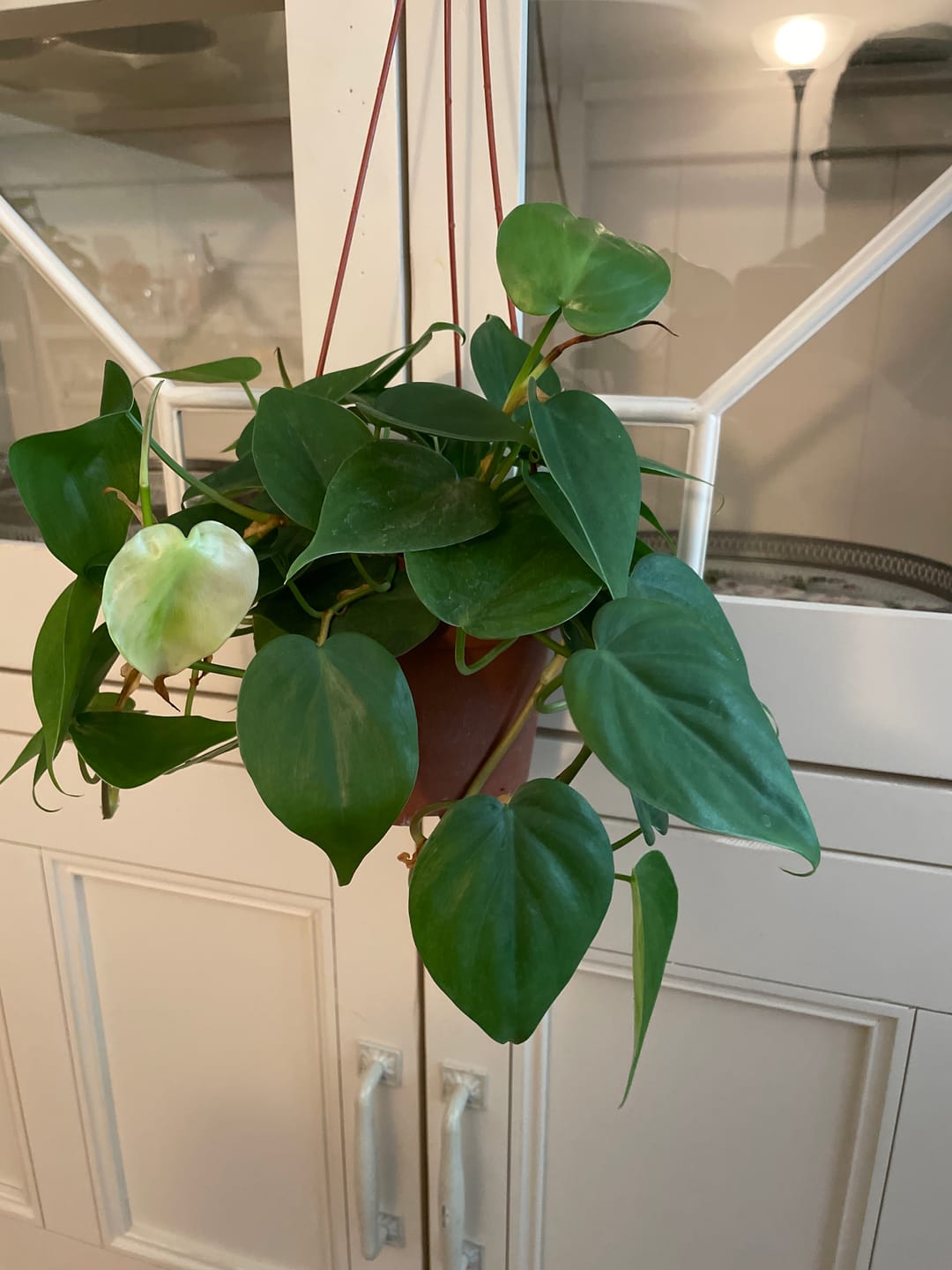 Customer photo review of Philodendron hederaceum