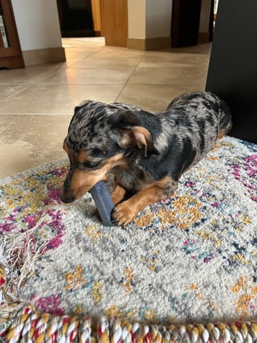 Customer photo review of BLUEBERRY YAK CHEWS