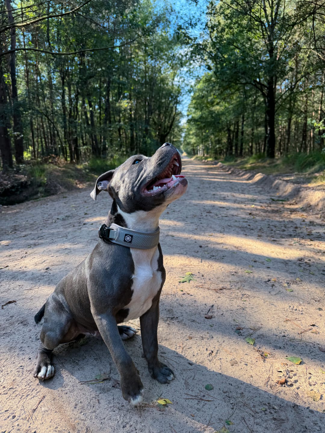 Customer photo review of Active Slip N' Clip Collar - Metal Grey