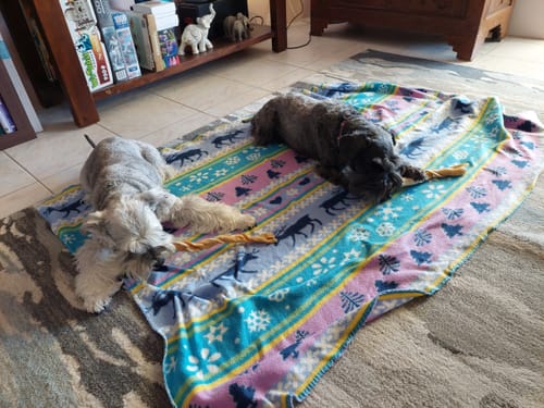 Customer photo review of Kangaroo Skin Twists (10 Pack) Natural Dental Sticks!