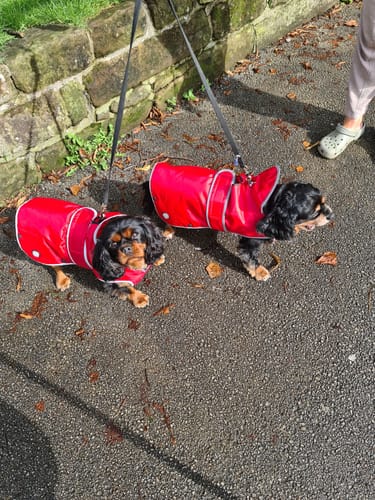 Customer photo review of STORM GUARD Dog Coat with Harness Hole