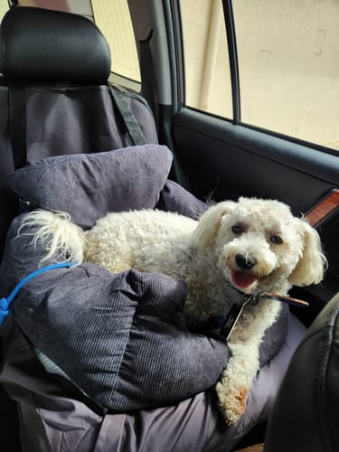 Customer photo review of PaWz Dog Car Booster Seat