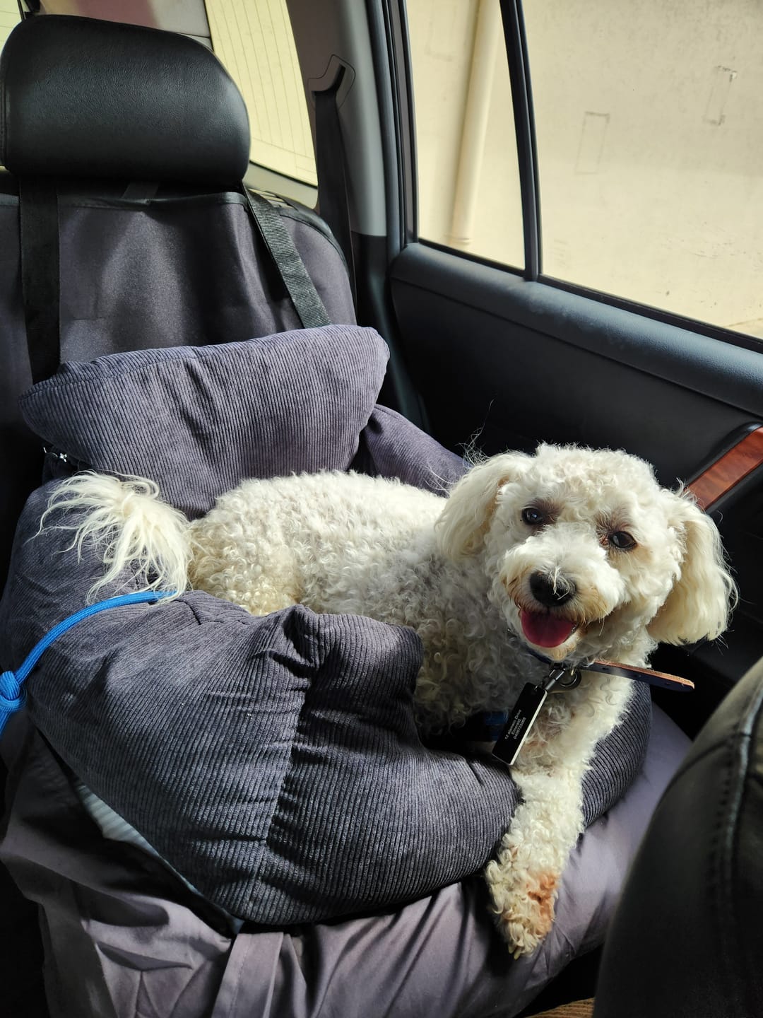 Customer photo review of PaWz Dog Car Booster Seat