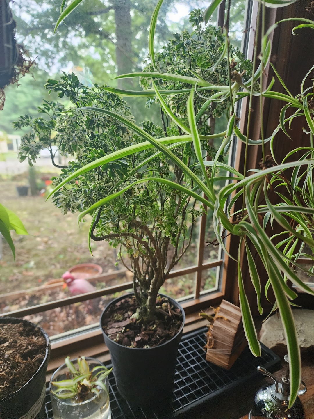 mone morigaki little tree S ゴールド リース付き Explore Aralia Ming Gold Bonsai Tree | Eureka Farms