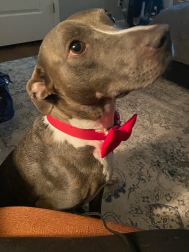 Customer photo review of Red Bow Tie for Dog and Cat Collar
