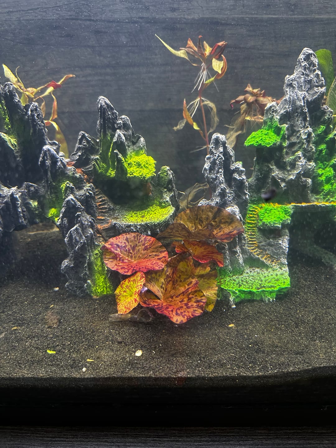 Customer photo review of Red Tiger Lotus "Nymphaea lotus Red" BULB