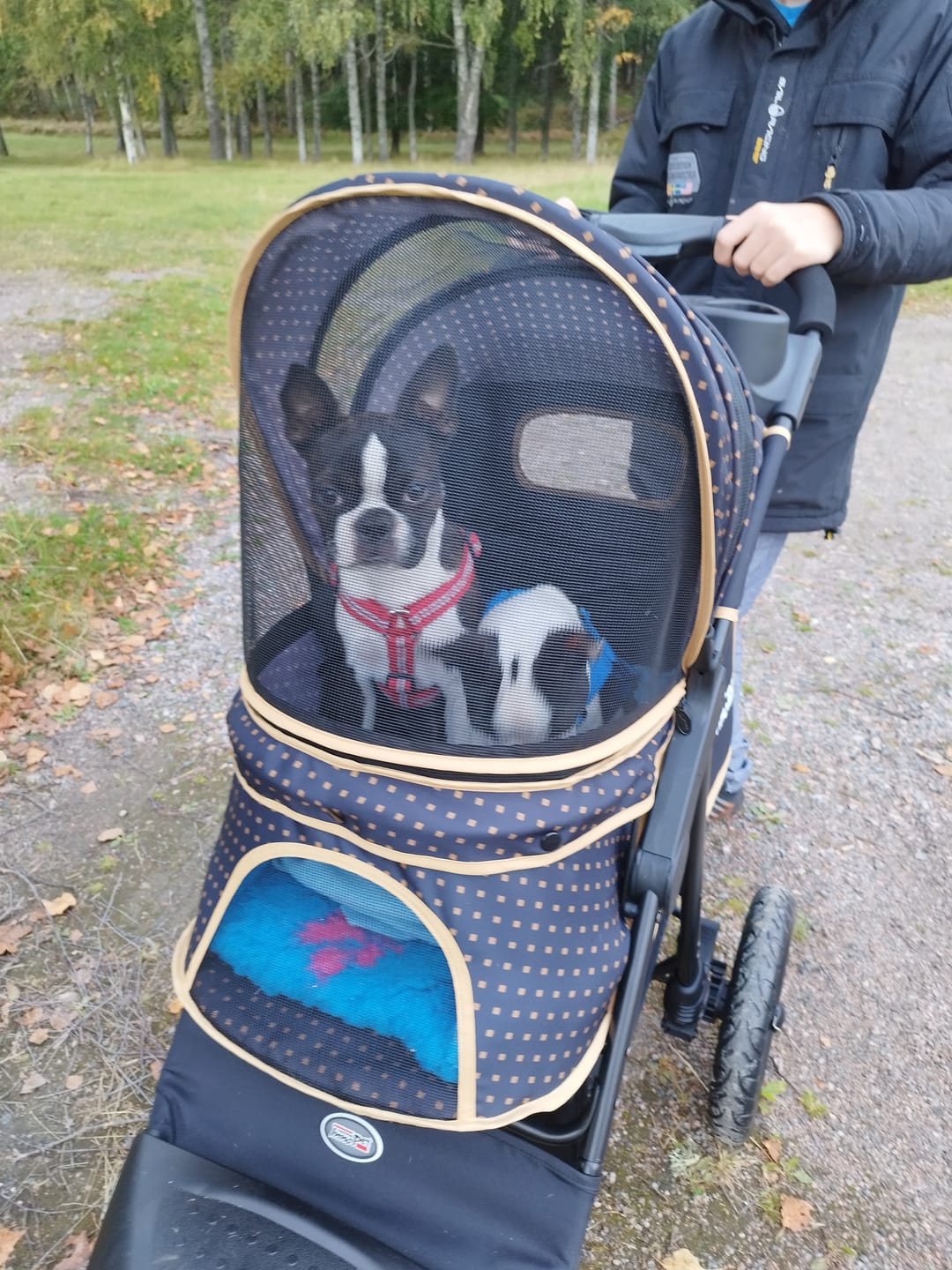 Customer photo review of Adventure lemmikkirattaat