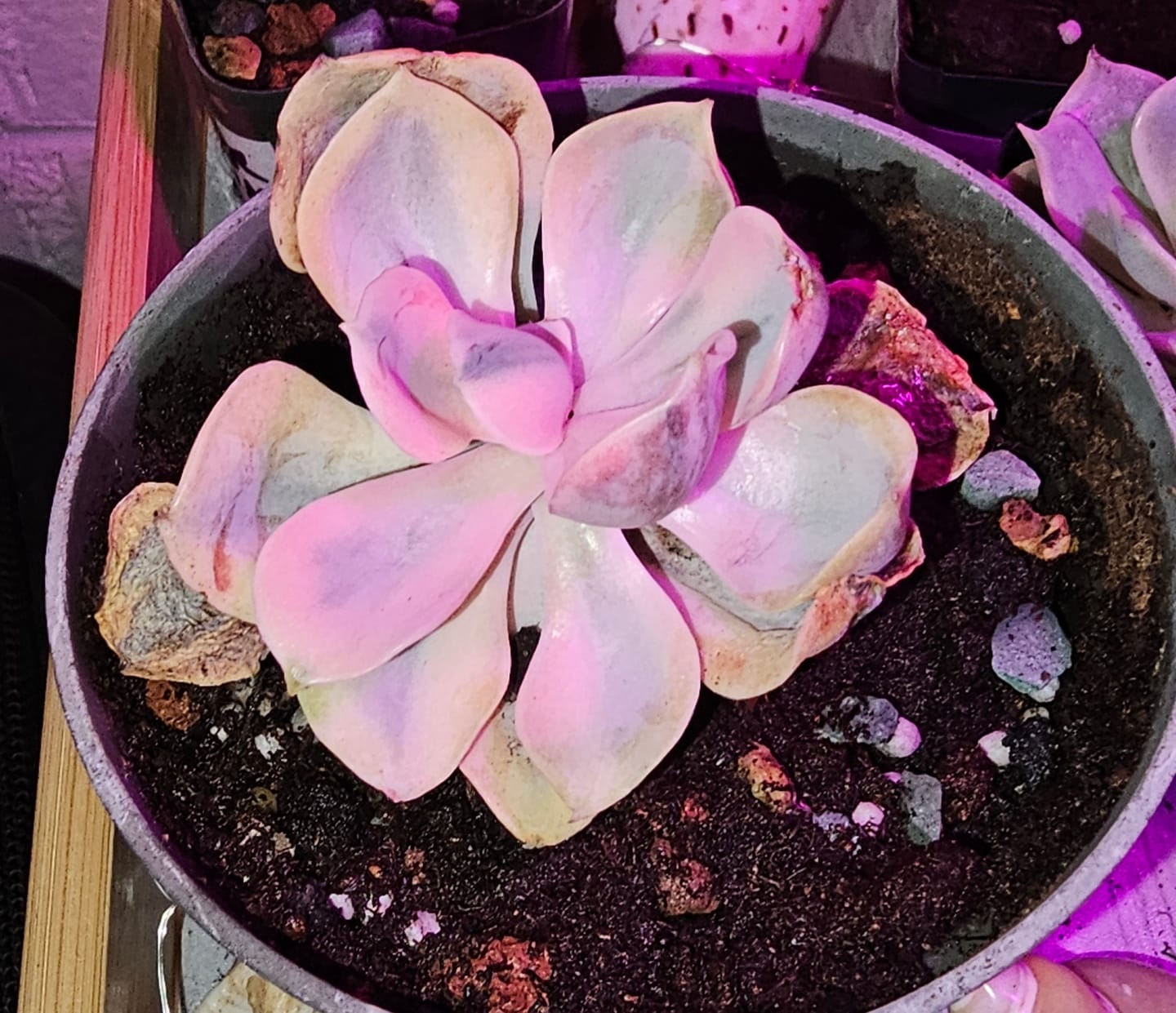 Customer photo review of Echeveria - Lola