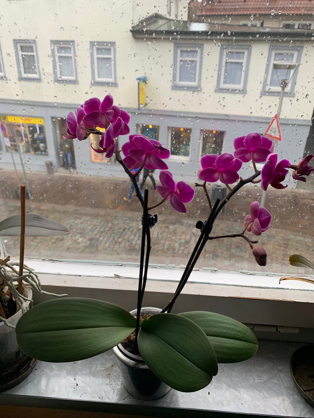 Customer photo review of Table Dance Orchideen Farbmix mit 2+ Stielen im 6er Set