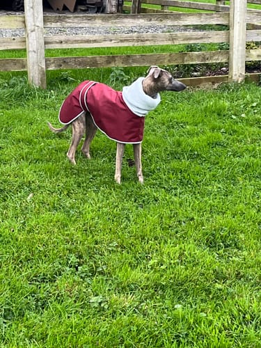 Customer photo review of Sighthound Polar Waterproof Coat with Snood Collar