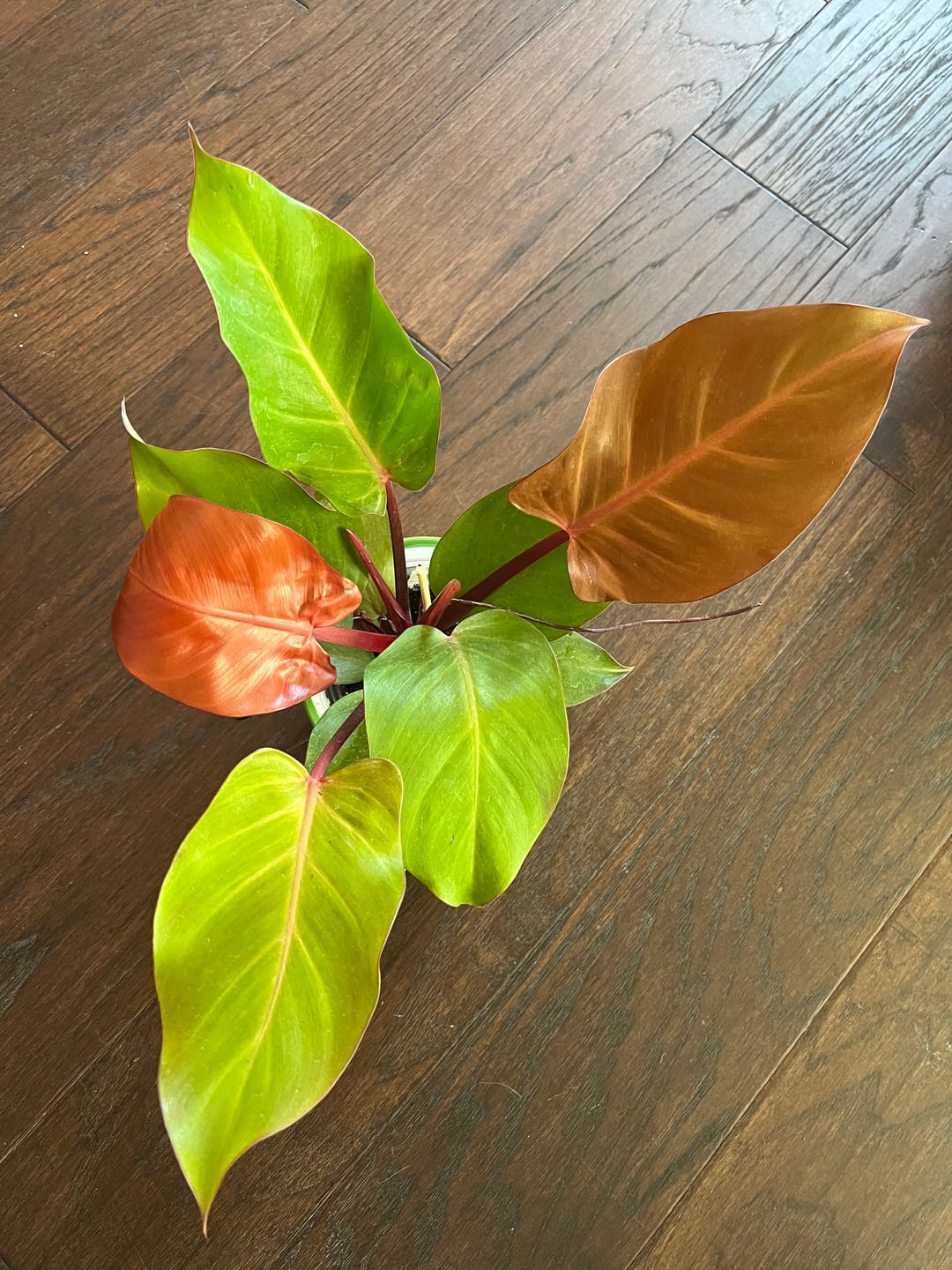 Customer photo review of Philodendron 'McColley's Finale'