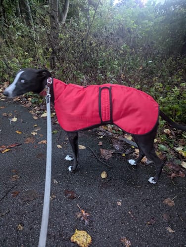 Customer photo review of Vetra - Warm Sighthound Coat with Zip Harness Hole