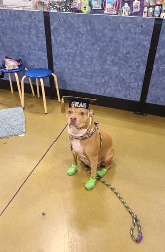 Customer photo review of WagWellies® Mojave