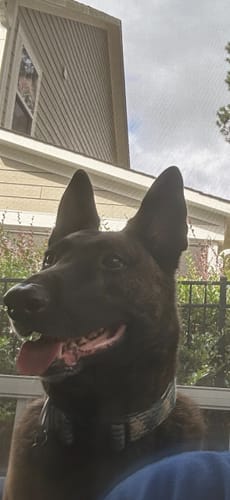 Customer photo review of Pet Art Canvas Wrap