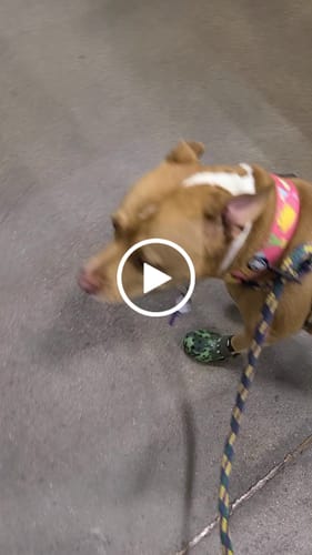 Customer video review of Special Edition WagWellies® Mojave
