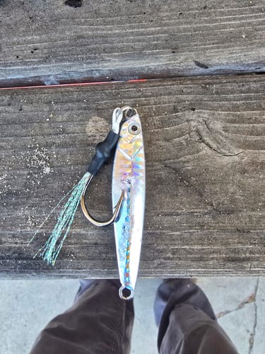 Customer photo review of Fisherman's Life® Jiggy Jigs 20g, 30g, 40g 50g (Four Color Variations)