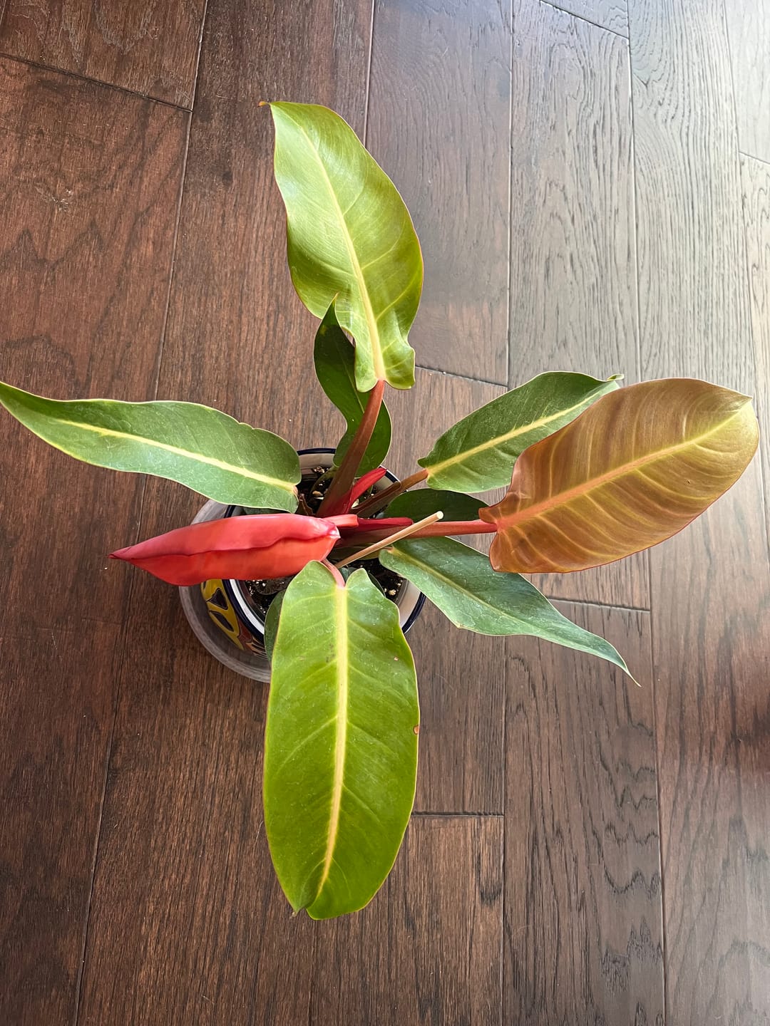 Customer photo review of Philodendron 'Sun Red'